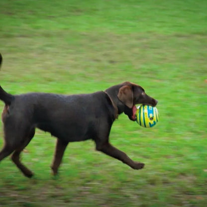 Pelota Interactiva "Wobble Wag" (Brilla en la Oscuridad y Hace Sonido)